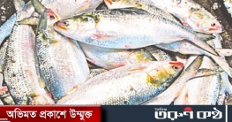 ইলিশ ছোঁয়া সহজ, কেনা কঠিন: নদীতে ইলিশ নেই, দাম বেড়ে আকাশছোঁয়া
