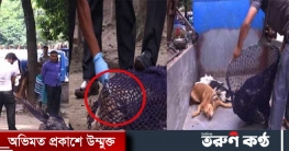 কুকুর অপসারণ নয়, বন্ধ্যাত্বকরণ করবে ঢাকা উত্তর সিটি করপোরেশন