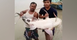 এক বাঘাইড়ের দাম ৪৫ হাজার টাকা এক বাঘাইড়ের দাম ৪৫ হাজার টাকা