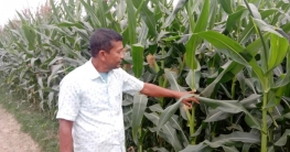 ভৈরবে ভুট্টা চাষে আগ্রহ বাড়ছে