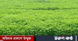 নওগাঁ ৬ হাজার ৮শ ৫০ হেক্টর জমিতে পাট চাষের লক্ষ্যমাত্রা নওগাঁ ৬ হাজার ৮শ ৫০ হেক্টর জমিতে পাট চাষের লক্ষ্যমাত্রা