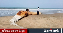 আরও একটি মৃত তিমি ভেসে এল সৈকতে আরও একটি মৃত তিমি ভেসে এল সৈকতে