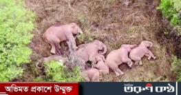 ৫০০ কিলোমিটার পাড়ি দিয়ে নিশ্চিন্তে ঘুম