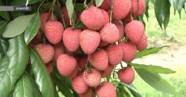 বাজারে আসছে রাজশাহীর লিচু