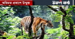 উন্মুক্ত হচ্ছে সুন্দরবন