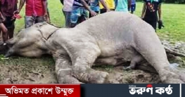 শেরপুরে গহীন অরণ্যে বন্য হাতির মৃত্যু