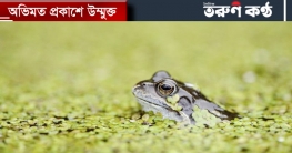 মশা মারতে ঢাকার জলাশয়ে ছাড়া হচ্ছে ব্যাঙ