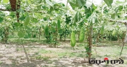 বোয়ালমারীতে ভুল কীটনাশক প্রয়োগে চার লক্ষাধিক টাকার ফসল নষ্ট