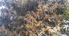 আমগাছের পাতার ফাঁকে ফাঁকে উঁকি  দিচ্ছে মুকুল মধু সংগ্রহে ব্যস্ত