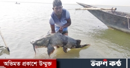 পদ্মায় জেলের জালে ৪০ কেজি ওজনের বাঘাইড়