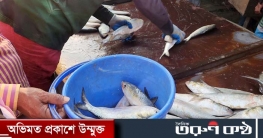 ভরা মৌসুমেও পদ্মা-মেঘনায় ইলিশের আকাল, জেলেদের দুশ্চিন্তা