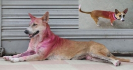 রাজধানীতে কুকুরের গায়ে লাল ও গোলাপি রঙ কেন? রাজধানীতে কুকুরের গায়ে লাল ও গোলাপি রঙ কেন?