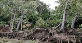 বুলবুলের তাণ্ডব, তিন জেলায় চারজনের মৃত্যু