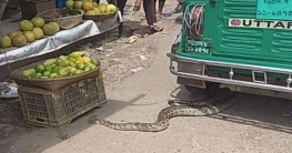 খাবারের সন্ধানে লোকালয়ে অজগর!