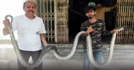 জঙ্গলে অবমুক্ত করা হলে সেই অজগরটি