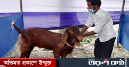 লাখ টাকার ছাগল