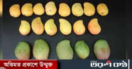 এক গাছে ১২১ প্রজাতির আম, ‘জাদু গাছ’ দেখতে মানুষের ঢল
