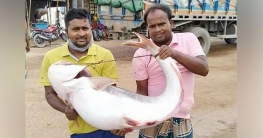 পদ্মার এক পাঙাশের দাম ৩৮ হাজার টাকা