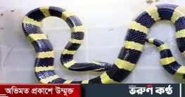 বিরল ‘শঙ্খিনী’ প্রজাতির সাপটিকে মেরে ফেলতে চেয়েছিল এলাকাবাসী!