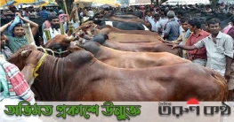 রাজধানীর যেসব স্থানে বসবে কোরবানীর পশুর হাট রাজধানীর যেসব স্থানে বসবে কোরবানীর পশুর হাট