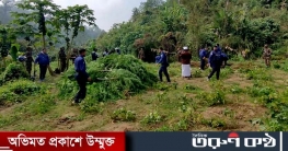 খাগড়াছড়িতে ১০ কোটি টাকার গাঁজা গাছ ধ্বংস