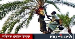 কুমিল্লায় অস্তিত্ব সংকটে খেজুর গাছ, রস সংগ্রহ যেন সোনার হরিণ