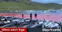 রীতি পালন করতে গিয়ে দেড় হাজার ডলফিন হত্যা