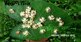 ঝরেছিল বকুল - সাজেদা পারভিন সাজু