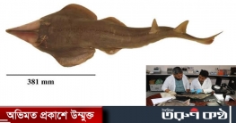 দেশে নতুন এক প্রজাতির মাছের সন্ধান