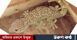 নওগাঁর বদলগাছীতে তক্ষক প্রতারণায় পুলিশের এসআই, নারীসহ আটক ৫ নওগাঁর বদলগাছীতে তক্ষক প্রতারণায় পুলিশের এসআই, নারীসহ আটক ৫