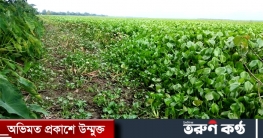 মৌলভীবাজারে কচুরিপানায় আটকে আছে ৫শ বিঘার বোরো চাষ মৌলভীবাজারে কচুরিপানায় আটকে আছে ৫শ বিঘার বোরো চাষ