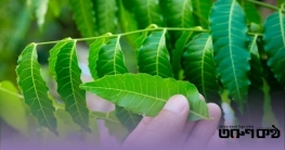 ক্যাম্পাস আড্ডায় স্বাস্থ্য, স্ক্যাবিস মোকাবিলায় নিমপাতাই ভরসা