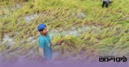 আমন ধানের ভালো ফলনে কৃষকের মুখে হাঁসি 