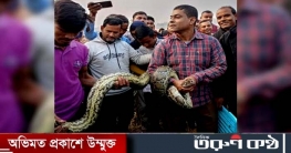 শ্রীমঙ্গলে পরিত্যক্ত গাছে বিশালাকৃতির অজগর