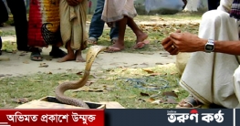 সাপের খেলা দেখাতে গিয়ে সাপুড়ের মৃত্যু সাপের খেলা দেখাতে গিয়ে সাপুড়ের মৃত্যু