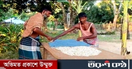 খাগড়াছড়িতে পিঁপড়ার ডিম সংগ্রহ করে সংসার চলে দুই শতাধিক পরিবারের