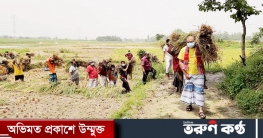 গাজীপুরে কৃষকের ধান কেটে দিল মহানগর যুবলীগ