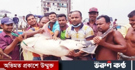 পদ্মায় জেলেদের জালে ৪৬ কেজির বাঘাআইড় মাছ