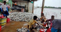 সাগর উপকূলে ইলিশ উৎসব সাগর উপকূলে ইলিশ উৎসব