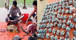 কর্মীদের মাঝে কোরবানির মাংস বিতরণ করলেন ছাত্রলীগনেতা- কাজী মঞ্জুর