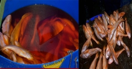 যাত্রবাড়ীর আড়ত থেকে রঙ মেশানো মাছ জব্দ যাত্রবাড়ীর আড়ত থেকে রঙ মেশানো মাছ জব্দ