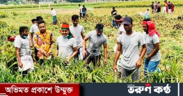প্রচন্ড তাপদাহে কৃষকের ধান কেটে দিলো গাজীপুর মহানগর ছাত্রলীগ
