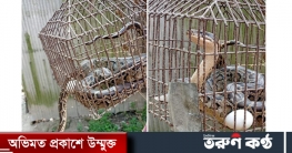 পাটগ্রামে ভুট্টাক্ষেতে পাওয়া গেল বিশালাকার অজগর সাপ পাটগ্রামে ভুট্টাক্ষেতে পাওয়া গেল বিশালাকার অজগর সাপ