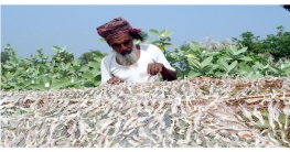 সম্ভাবনাময় কক্সবাজারের শুটকি শিল্প