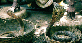 নাটোরে সাপে কেটে সাপুড়ের মৃত্যু