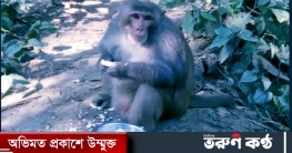 খাদ্যের সন্ধানে ক্ষুধার্ত বানর লোকালয়ে খাদ্যের সন্ধানে ক্ষুধার্ত বানর লোকালয়ে