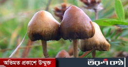 হাতিরঝিলে ভয়ঙ্কর নতুন মা`দক ‘ম্যাজিক মাশরুম’ জব্দ