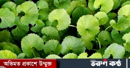 খালি পেটে থানকুনি পাতার রস খাবেন যেসব কারণে