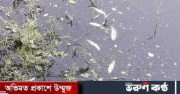 শরীয়তপুরে গরুর খামারের বিষাক্ত মলমূত্রে মারা গেল মৎস্য ঘেরের মাছ