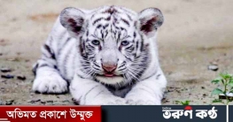 চট্টগ্রাম চিড়িয়াখানার খাঁচায় ফিরল ব্যাঘ্রশাবক ‘বাইডেন’